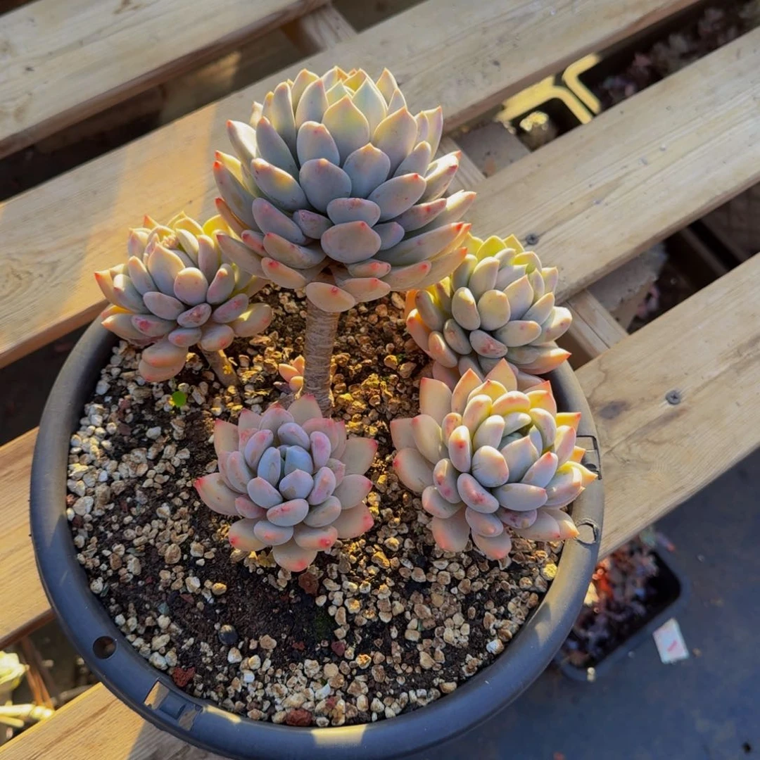 葡***甜胖美人零度不包损