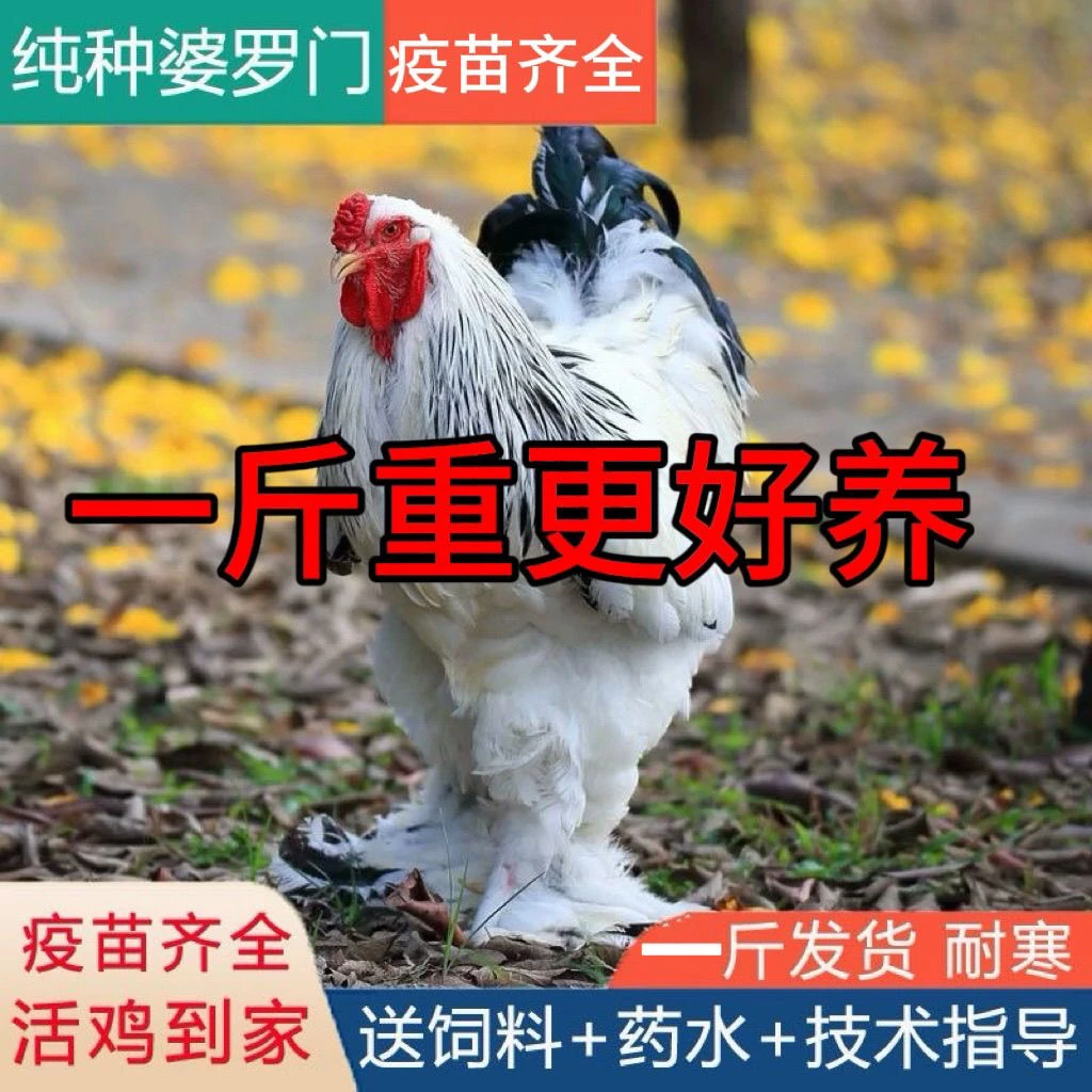 一斤发货纯种大体梵天鸡活体观赏宠物鸡顺丰发货包邮包路损