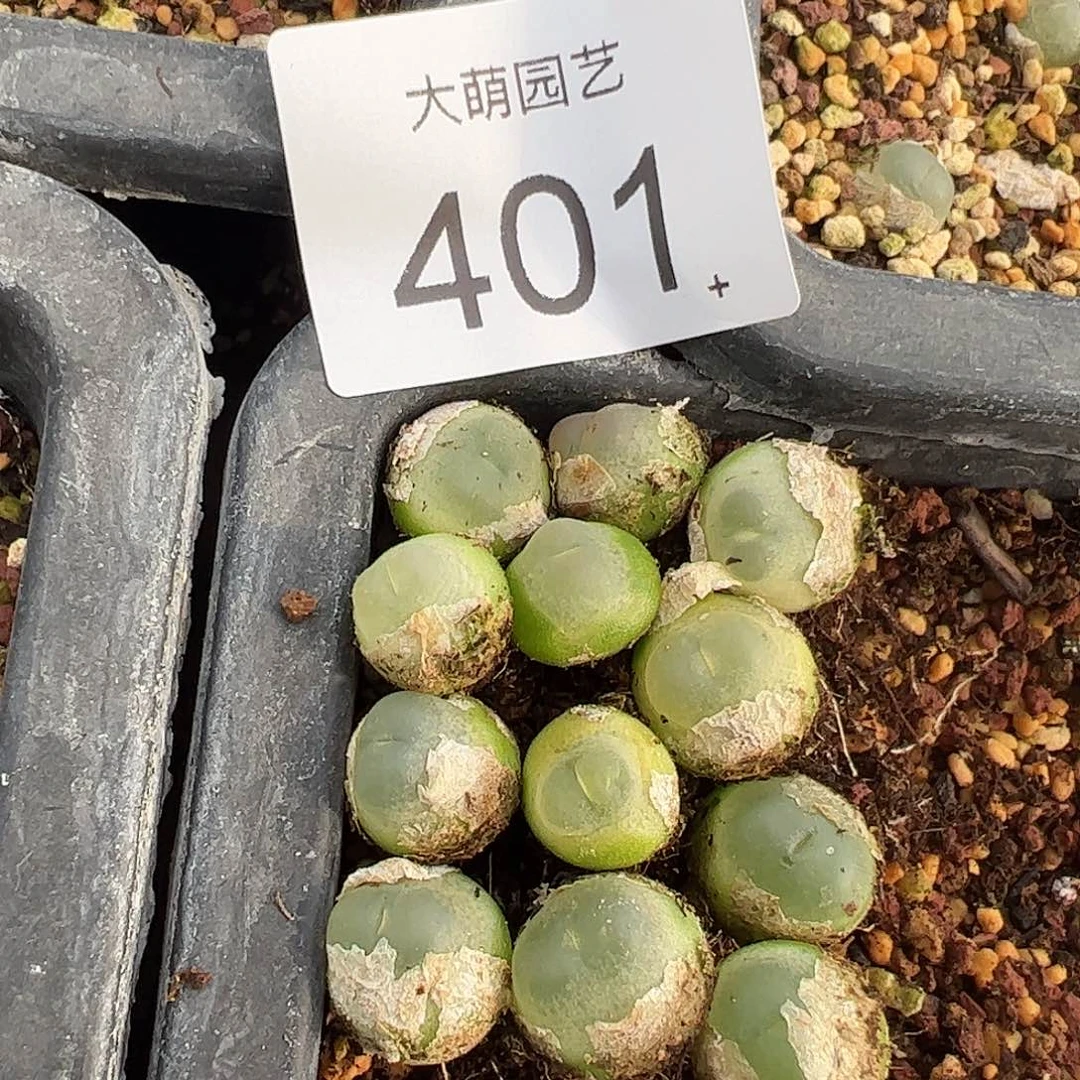 量拍以下2颗大拉登。   401