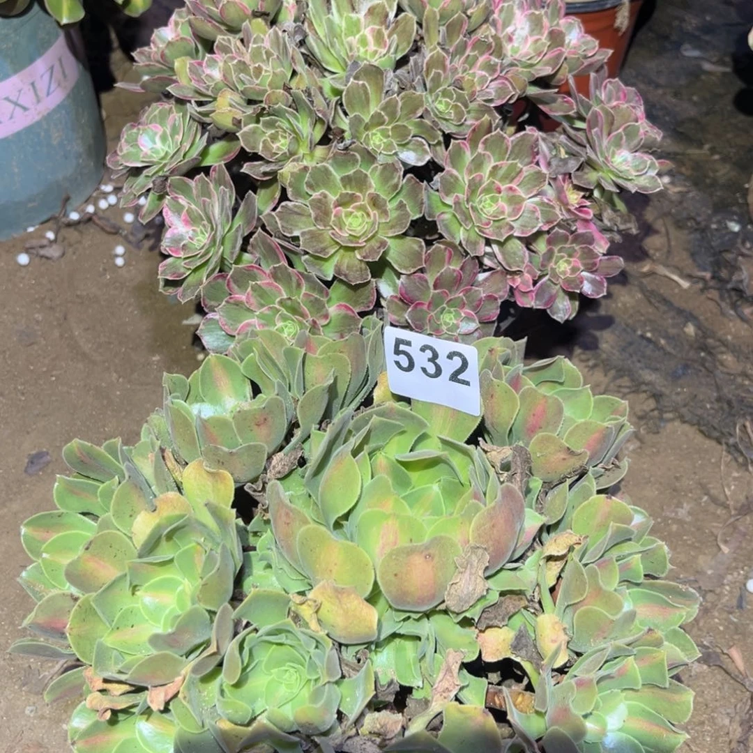 多肉法师套餐532号法师