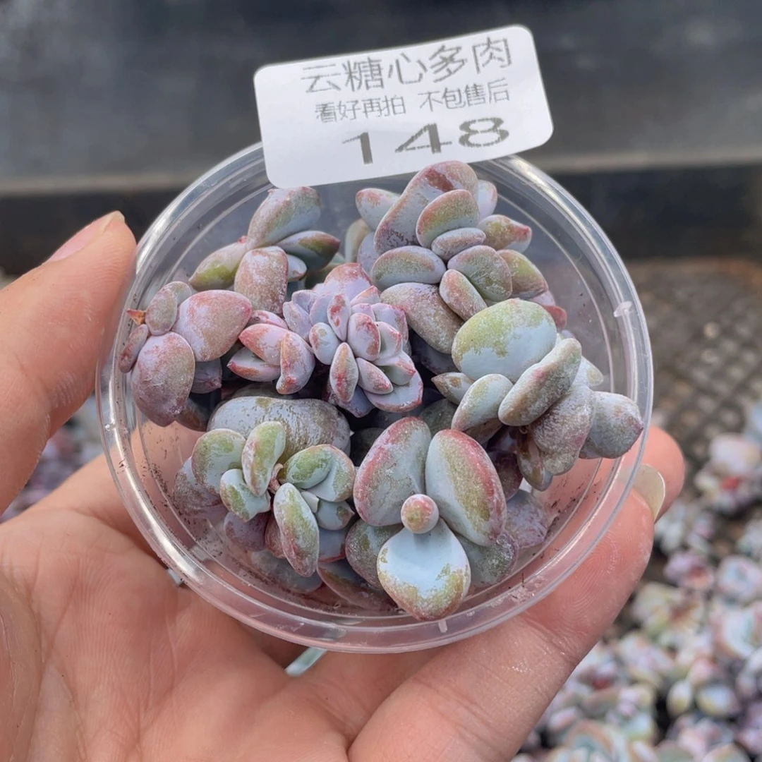 云糖心多肉植物148