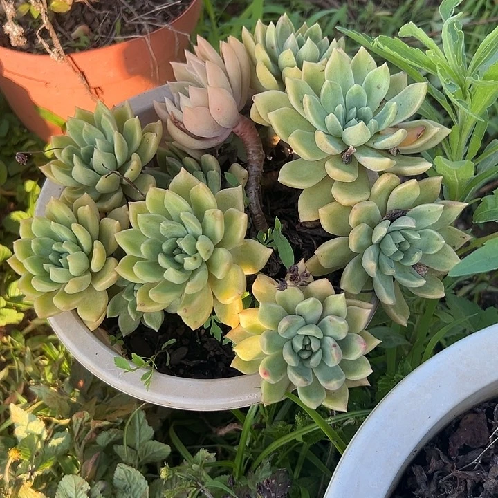 多肉植物实物直播实物18