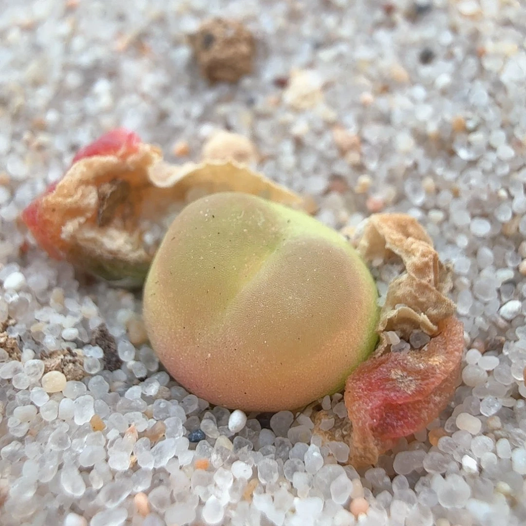 3.15.1/紫皮拉登新头0.7厘米3.5年