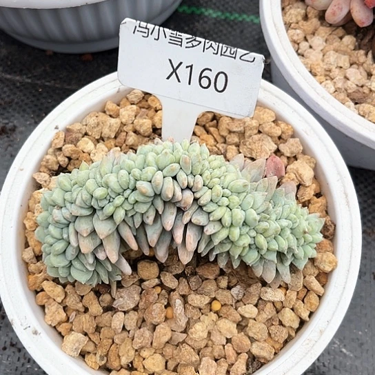 胖**胖我是第一百个为妖刀应援的阴阳桃花