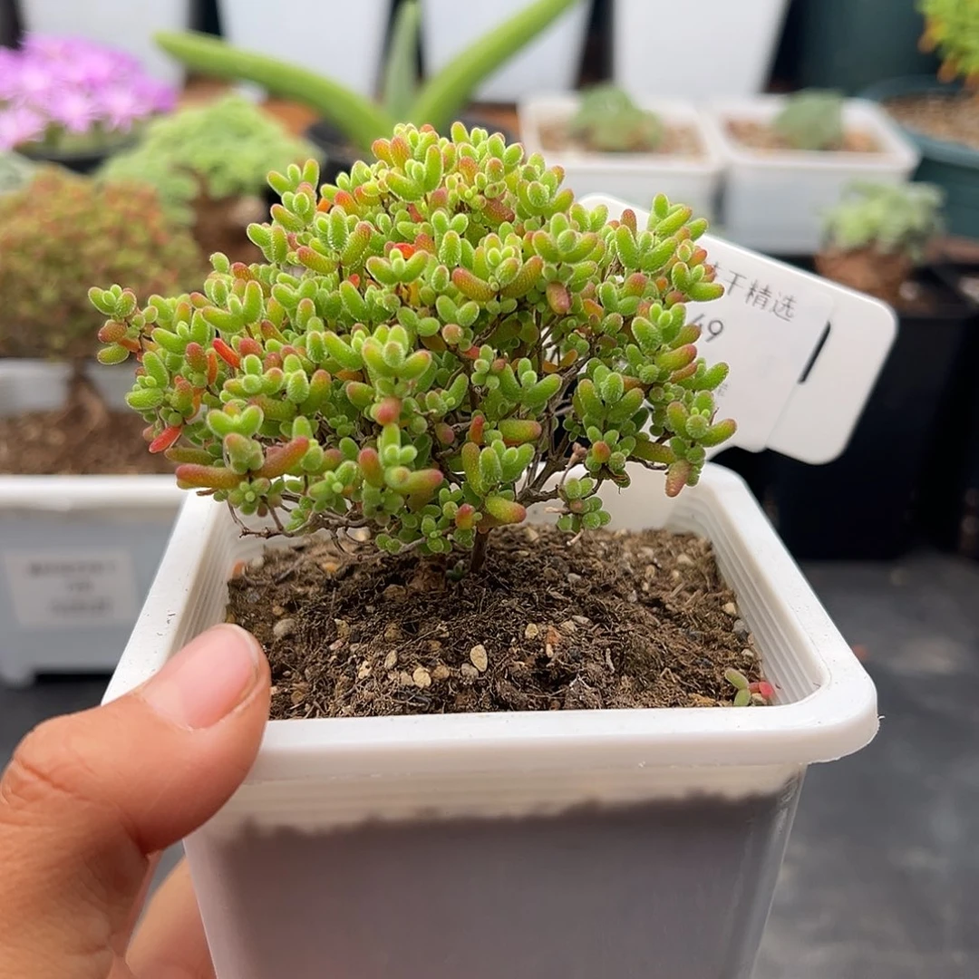 49号密橘糖球12.25多肉