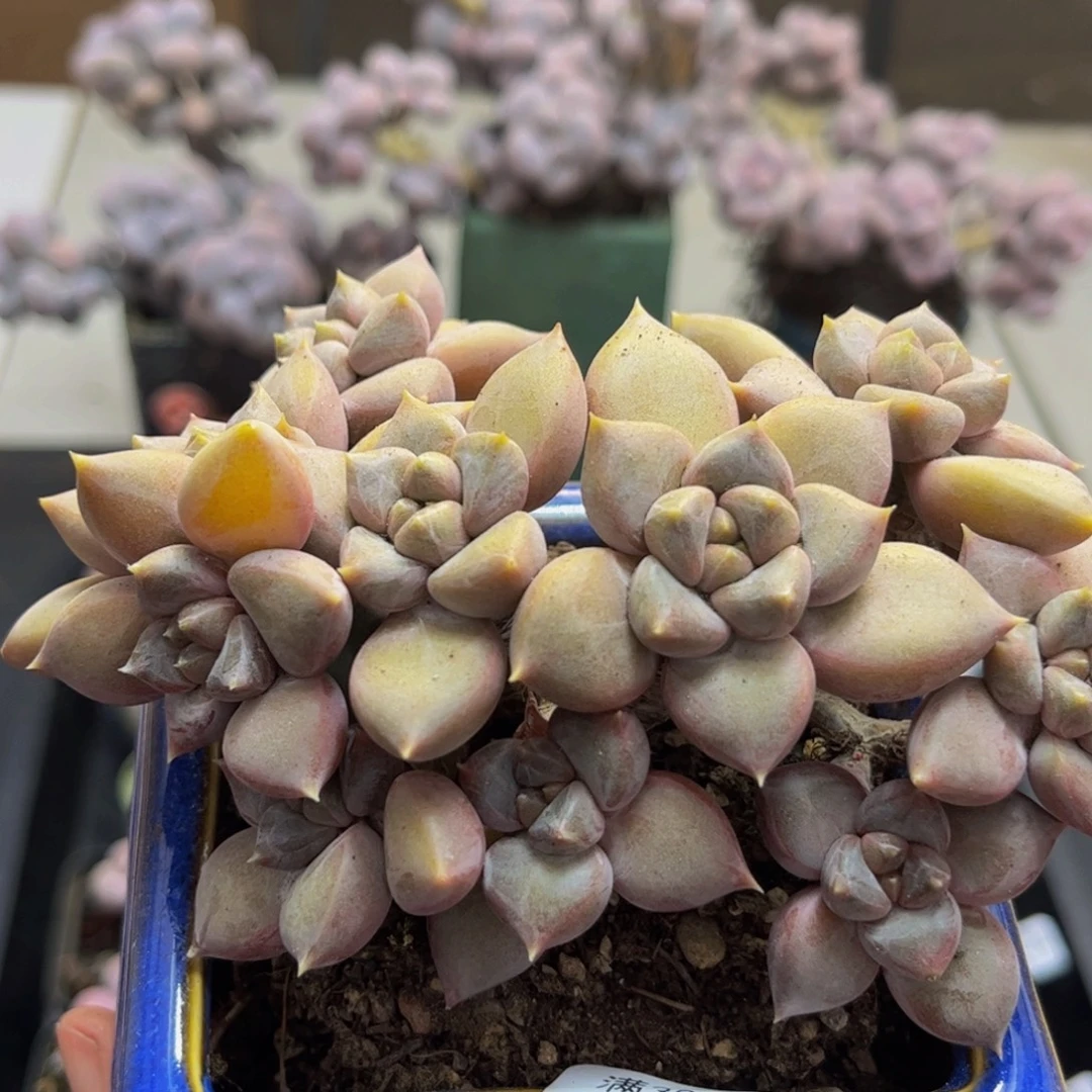 043/10cm象牙朵朵缀多肉