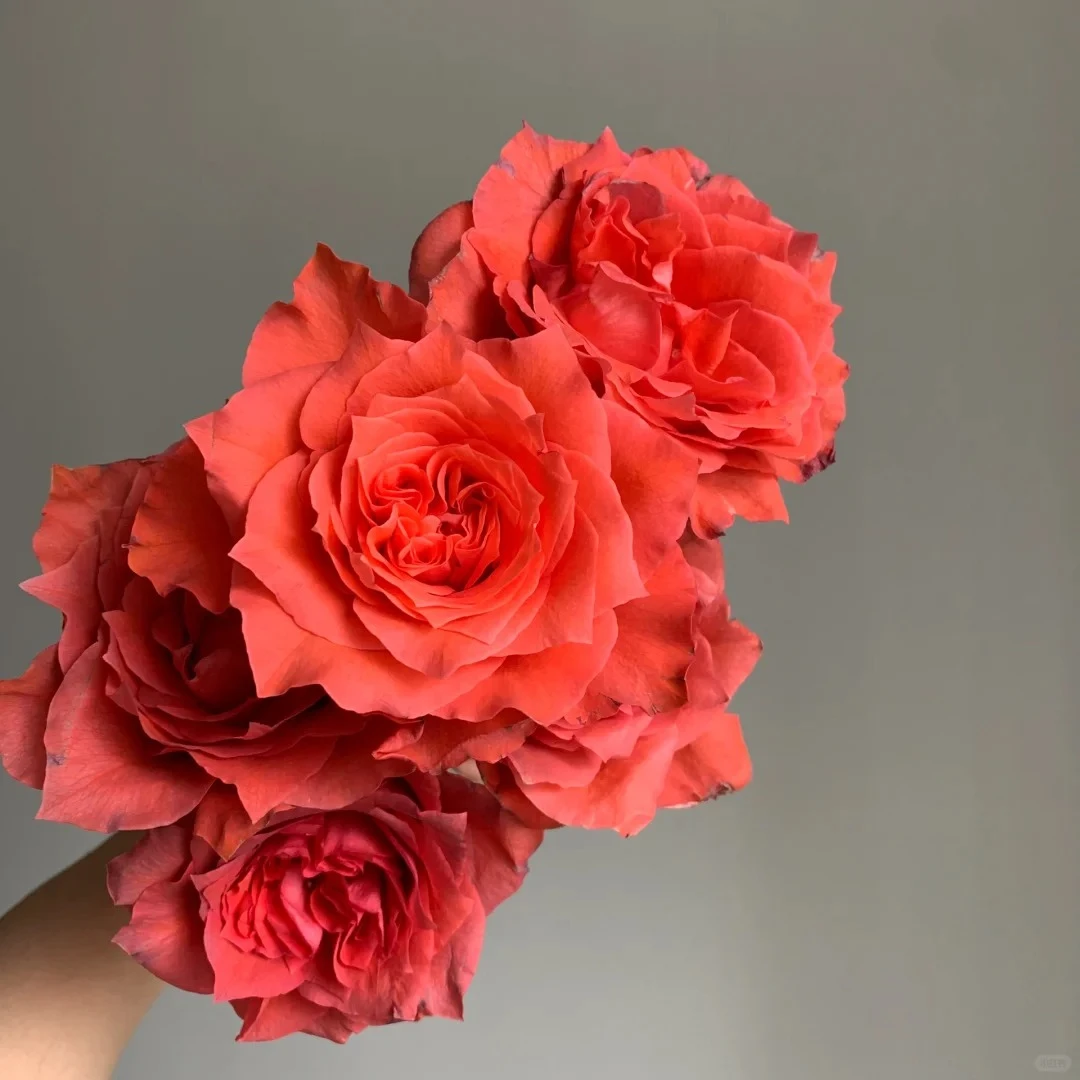 玉海棠单头玫瑰鲜切花橘红温暖色系顺丰包邮植迷不误