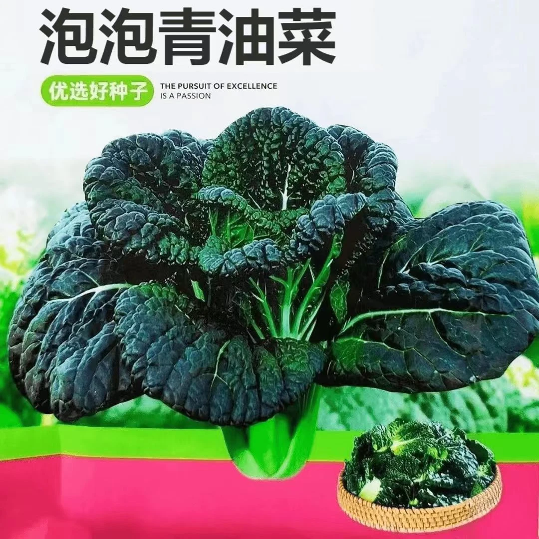 随州泡泡青种子耐寒高产皱叶黑白菜黑油白菜阳台盆栽四季蔬菜种子