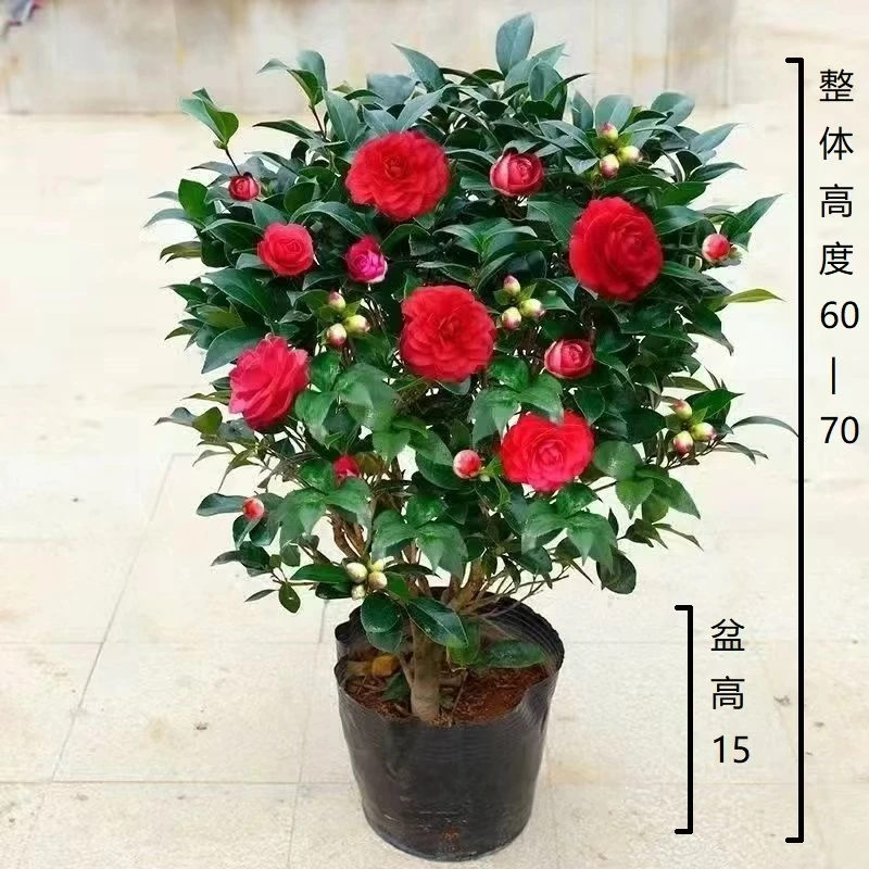 【60~70】带花苞大红赤丹茶花盆栽四季常青耐寒适合室外种植