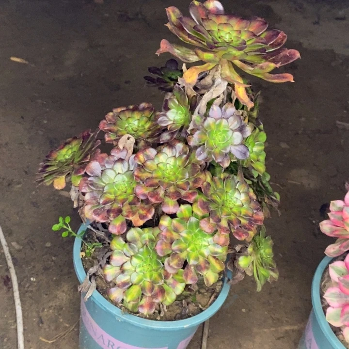红桐中斑30多肉植物法师法师