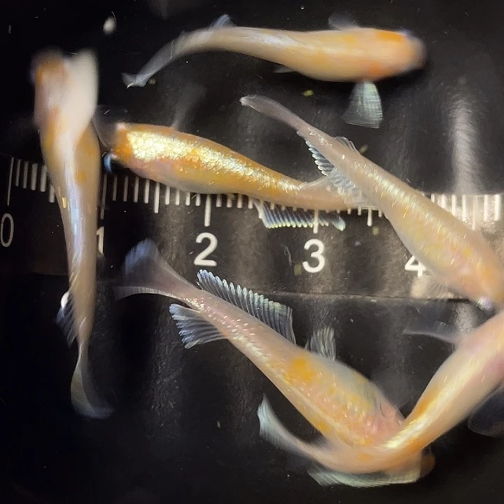 青鳉鱼赤壁6条，2号，满15包邮，可叠单