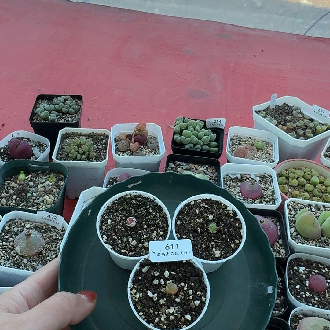 老马生石花哈默611
