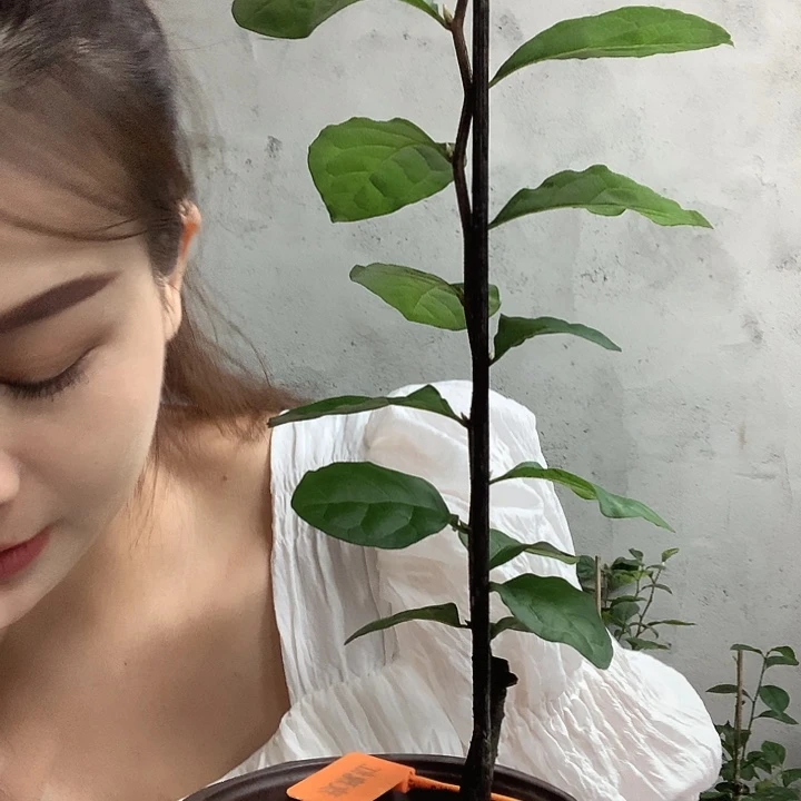 完全开放玫瑰红老鸦柿33.8