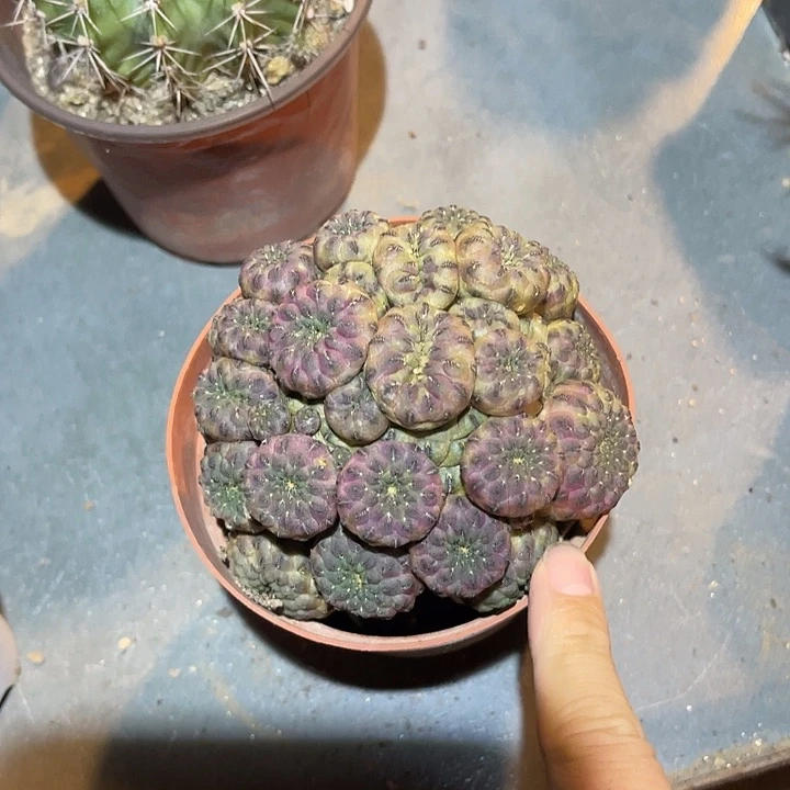 无花朵紫丽丸仙人球一物一拍