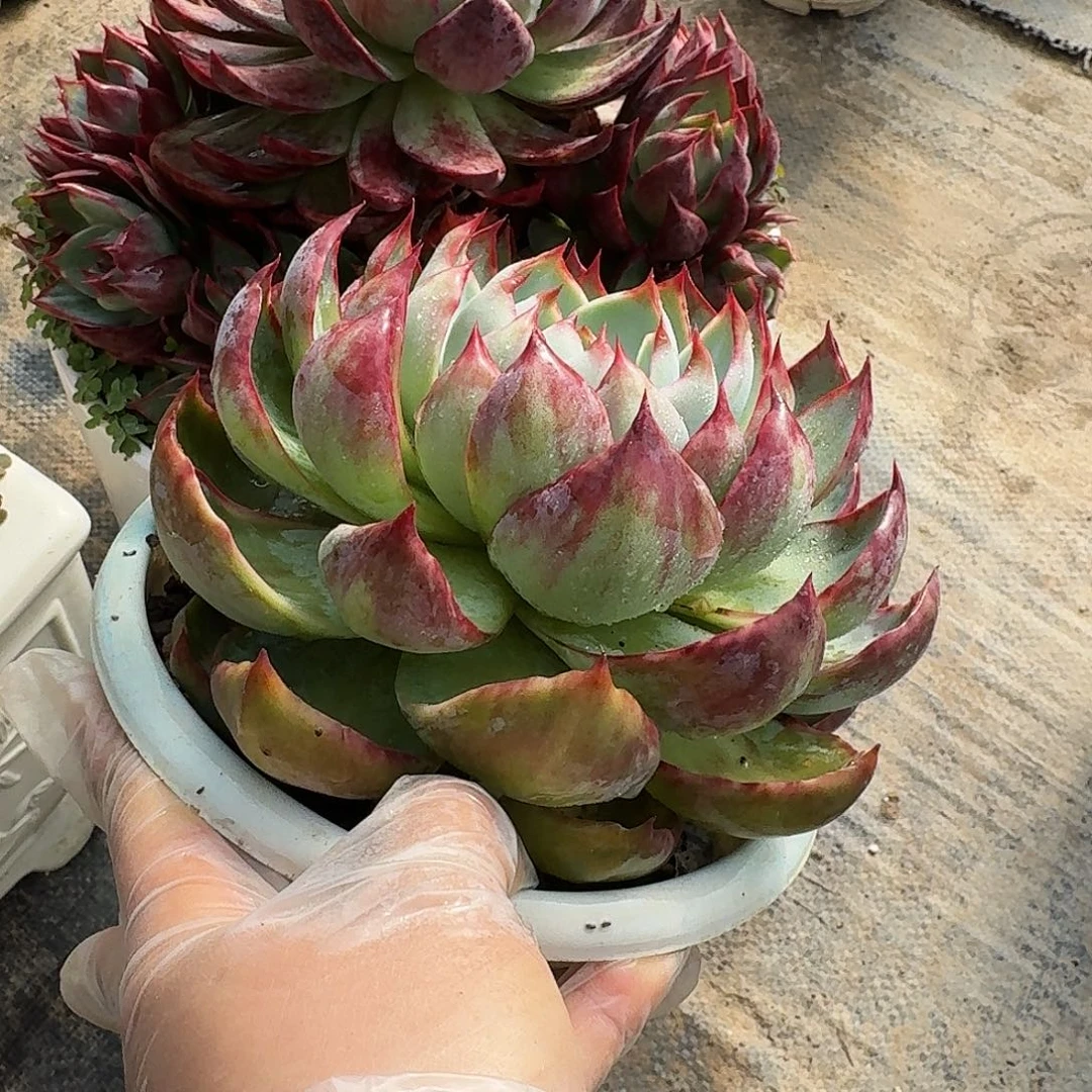 惊鸿仙子量拍大包子 13 公分左右