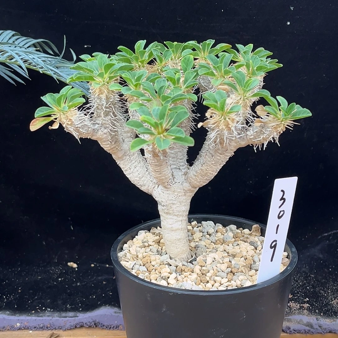 产地鬼切阁，养定3019