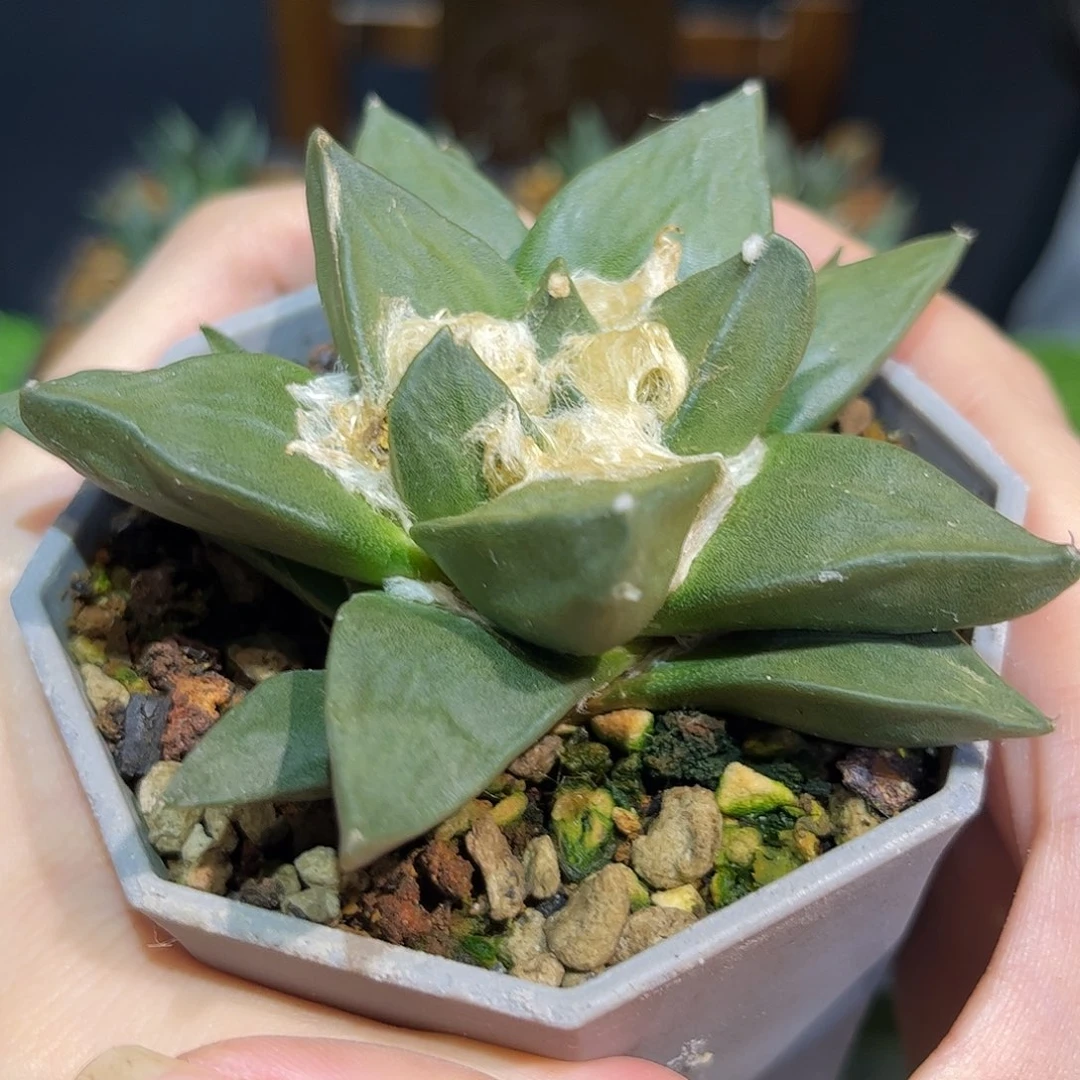 18号实生龙龙牙萝卜根9.5