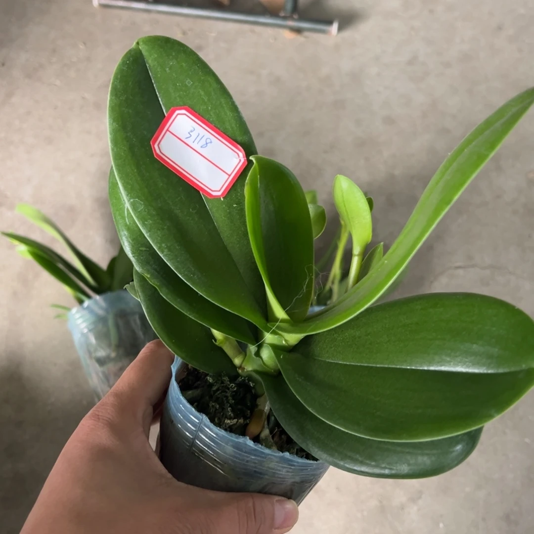 蓝***悠当前无花栽培后可以开花3118白天鹅高芽