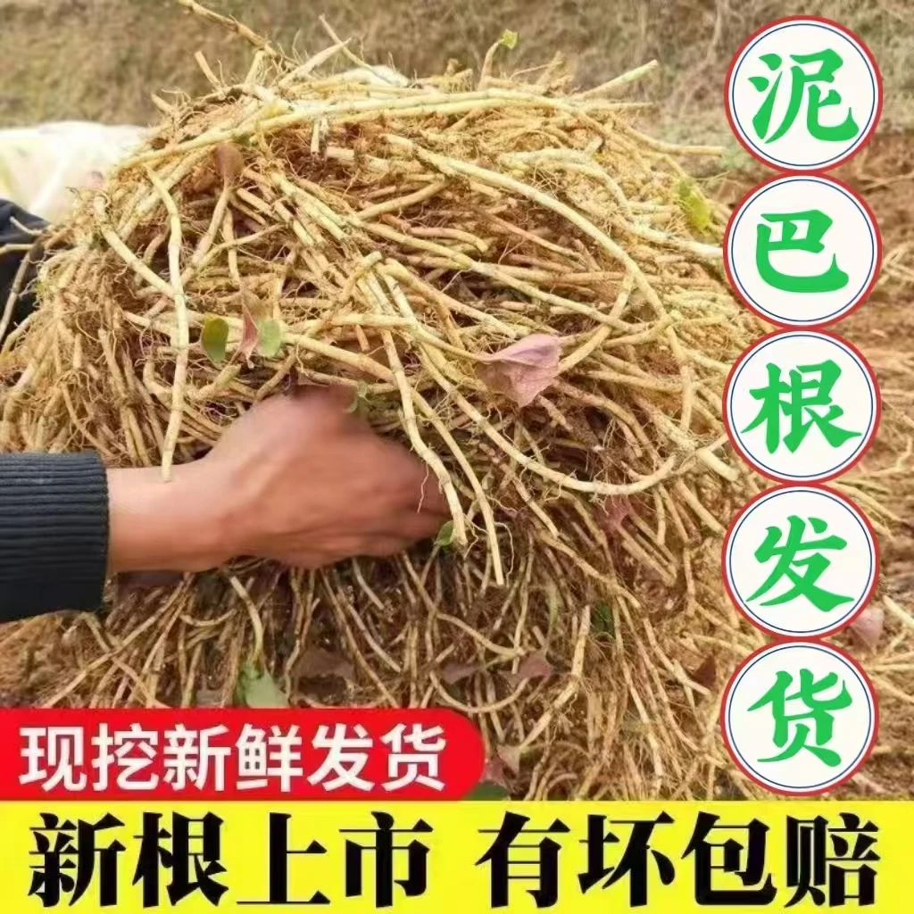 【新鲜发货】农家现挖新鲜带泥鱼腥草折耳根节节根蔬菜湖北直发