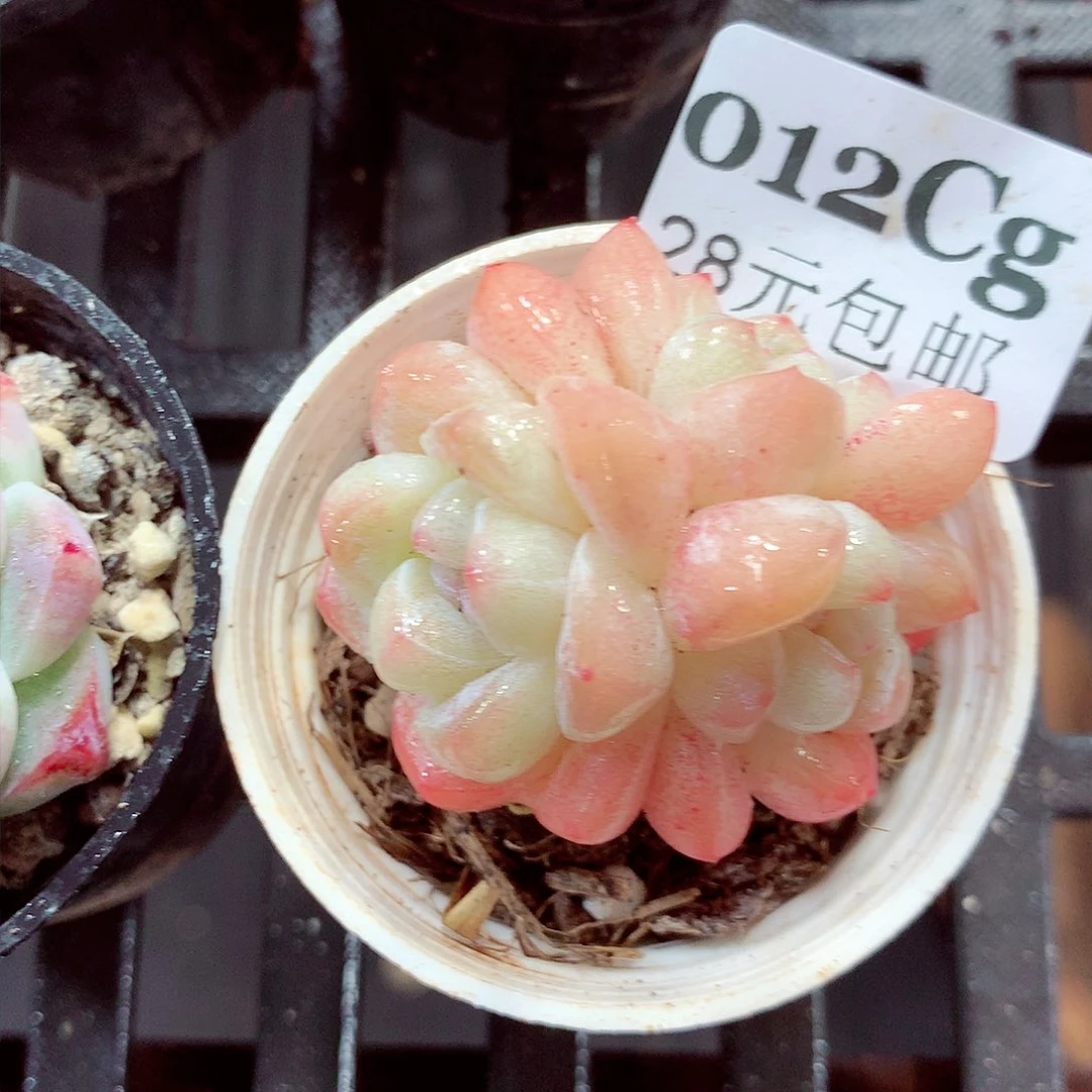 5厘米盆精控多肉012