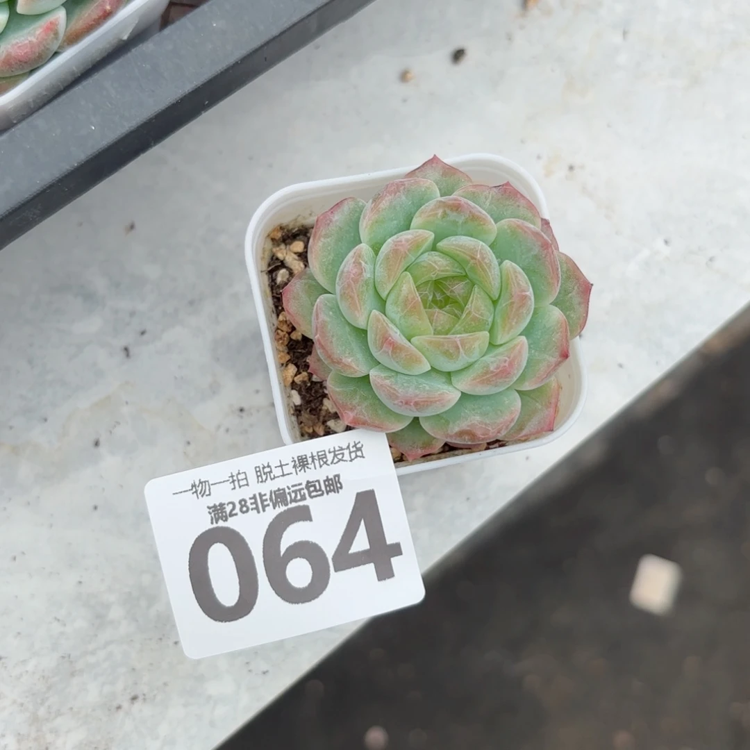 无尽灯单头无盆土发货