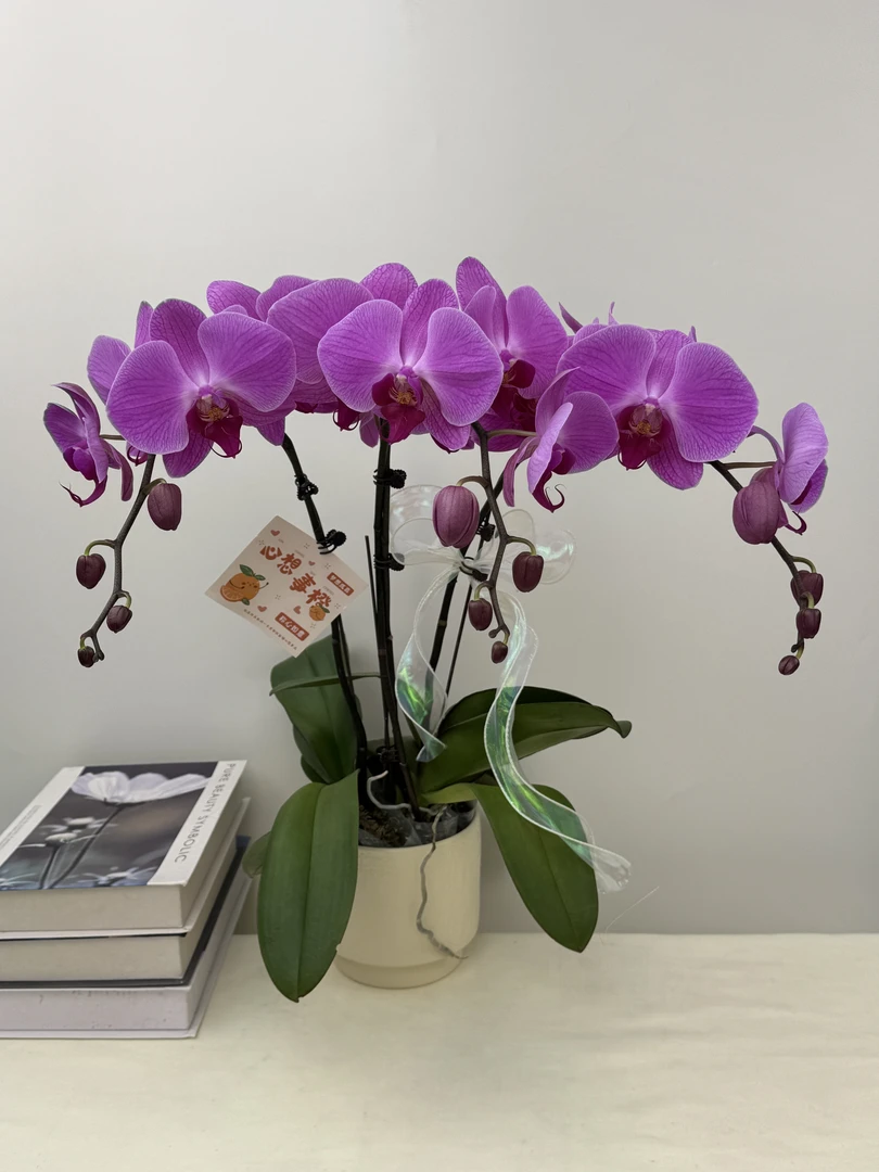 蝴蝶兰【水蜜桃】鲜花盆栽室内观赏花花佛山基地直发好养易活