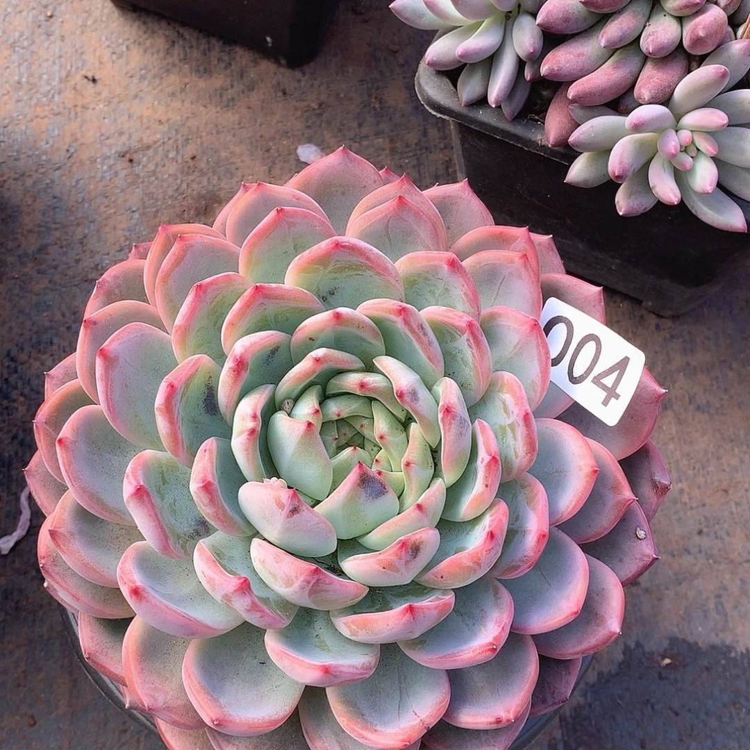 004红鸾一物一拍多肉