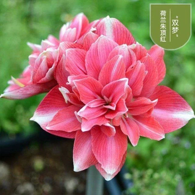 双梦）朱顶红种球6-8厘米