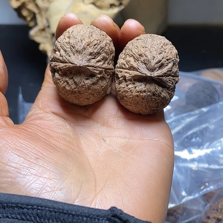 把件文玩核桃云南铁核桃基地66