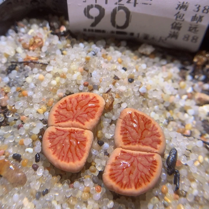 精品生石花121.90