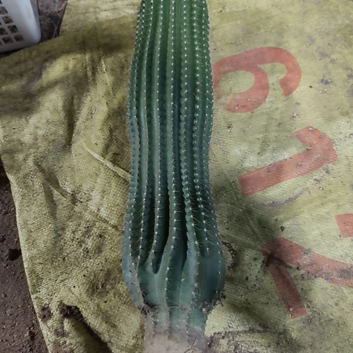 小*虫大凤龙一物一拍