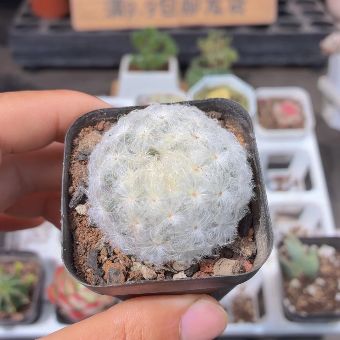 白星多肉9.9包邮发货