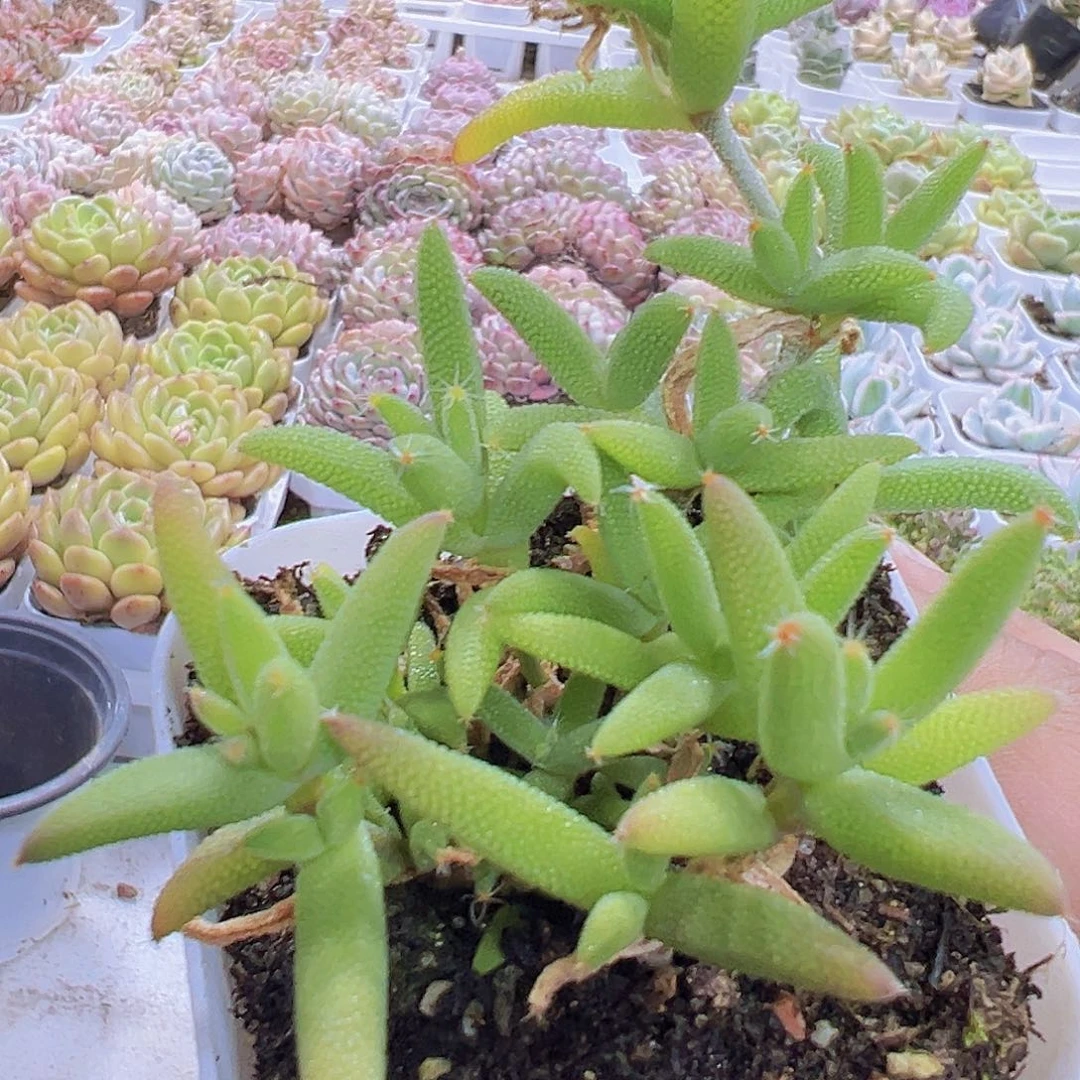 玉米枝干19包邮多肉植物
