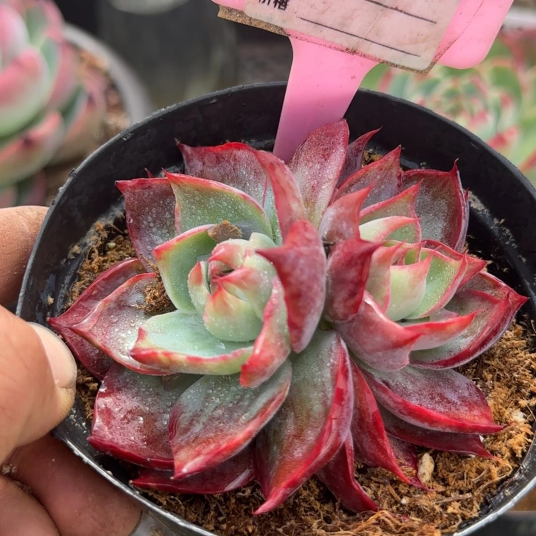 惊鸿一物一拍包装收缩花旱945