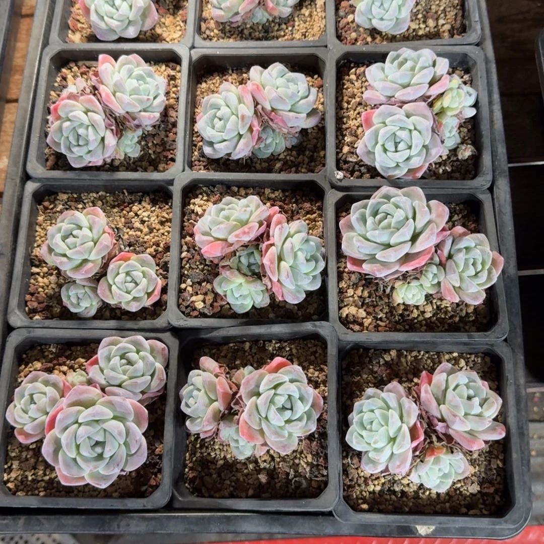 ‍***子一物一拍冰玉62号