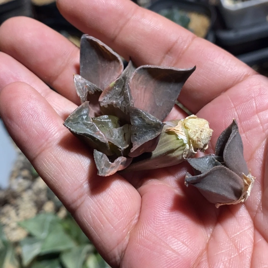 谭***高249 一组侧牙 一般价格 超级福利