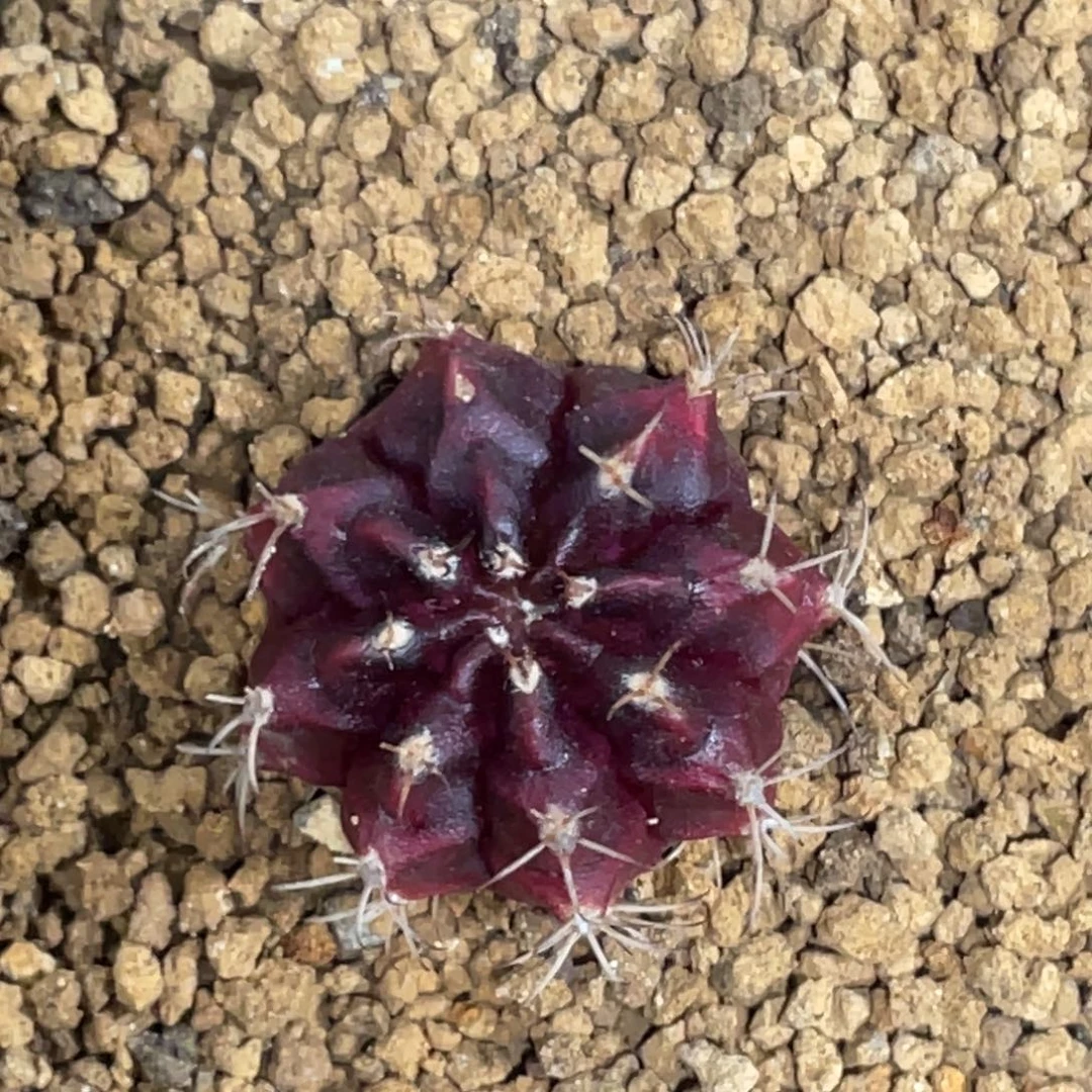 当前无花朵，栽培后可花朵波斯王子