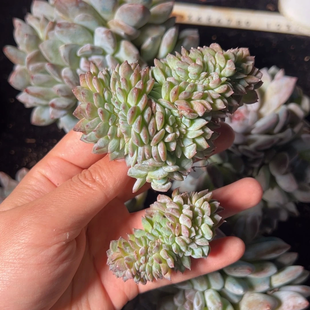 新年快乐 新年快乐