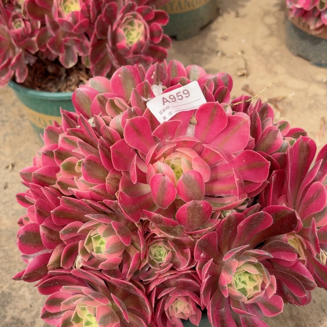 老庄等女巫多肉959