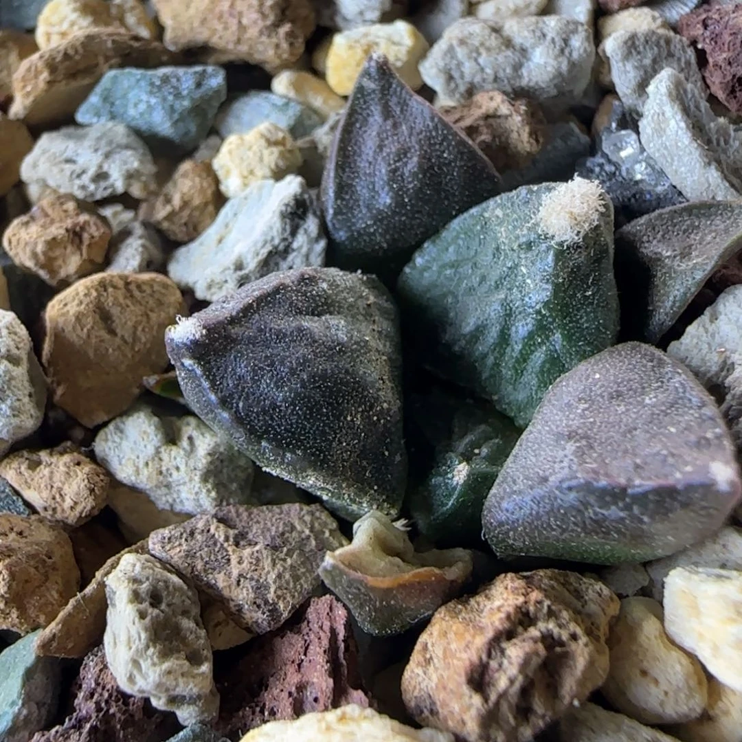 167实生连山草球多肉