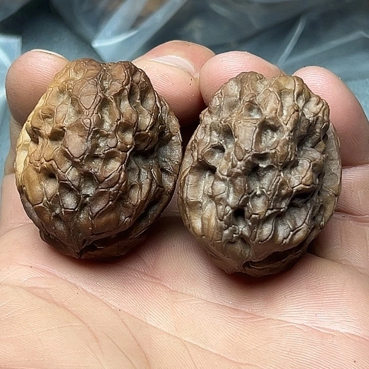 核桃62号七彩皇冠39尺