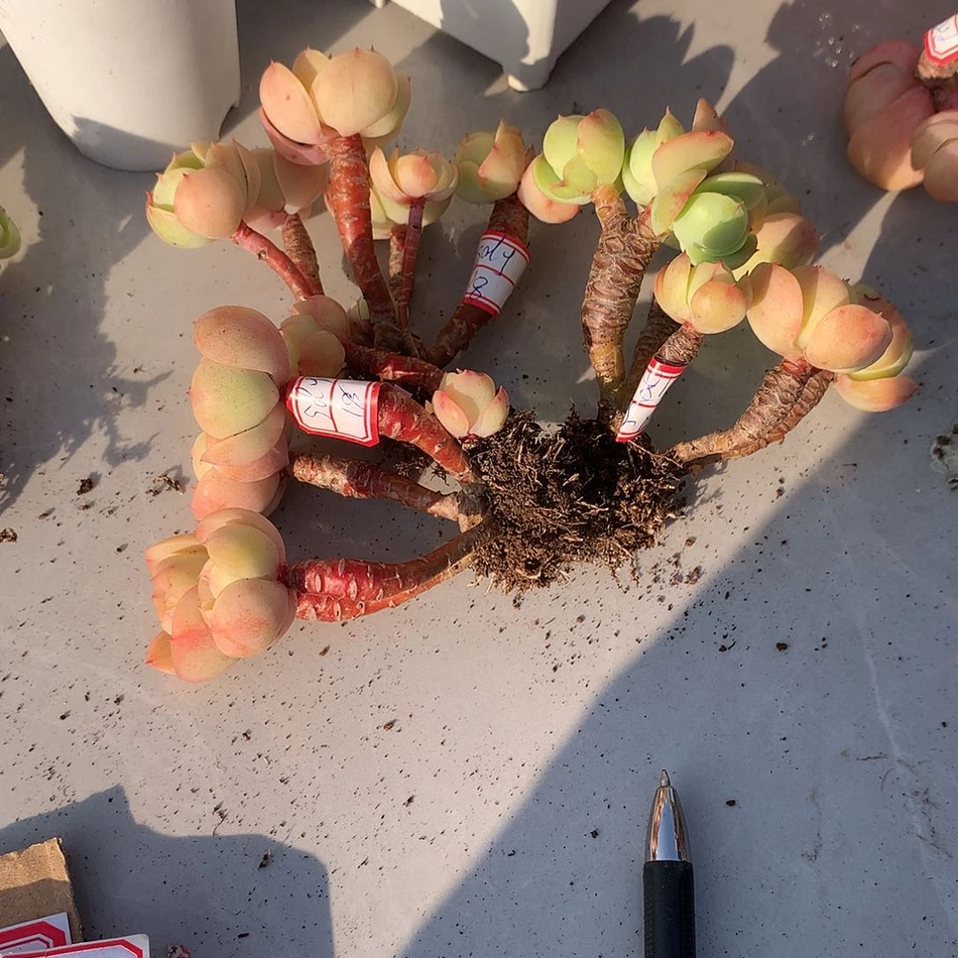 s*y鸡蛋碧桃多肉三颗