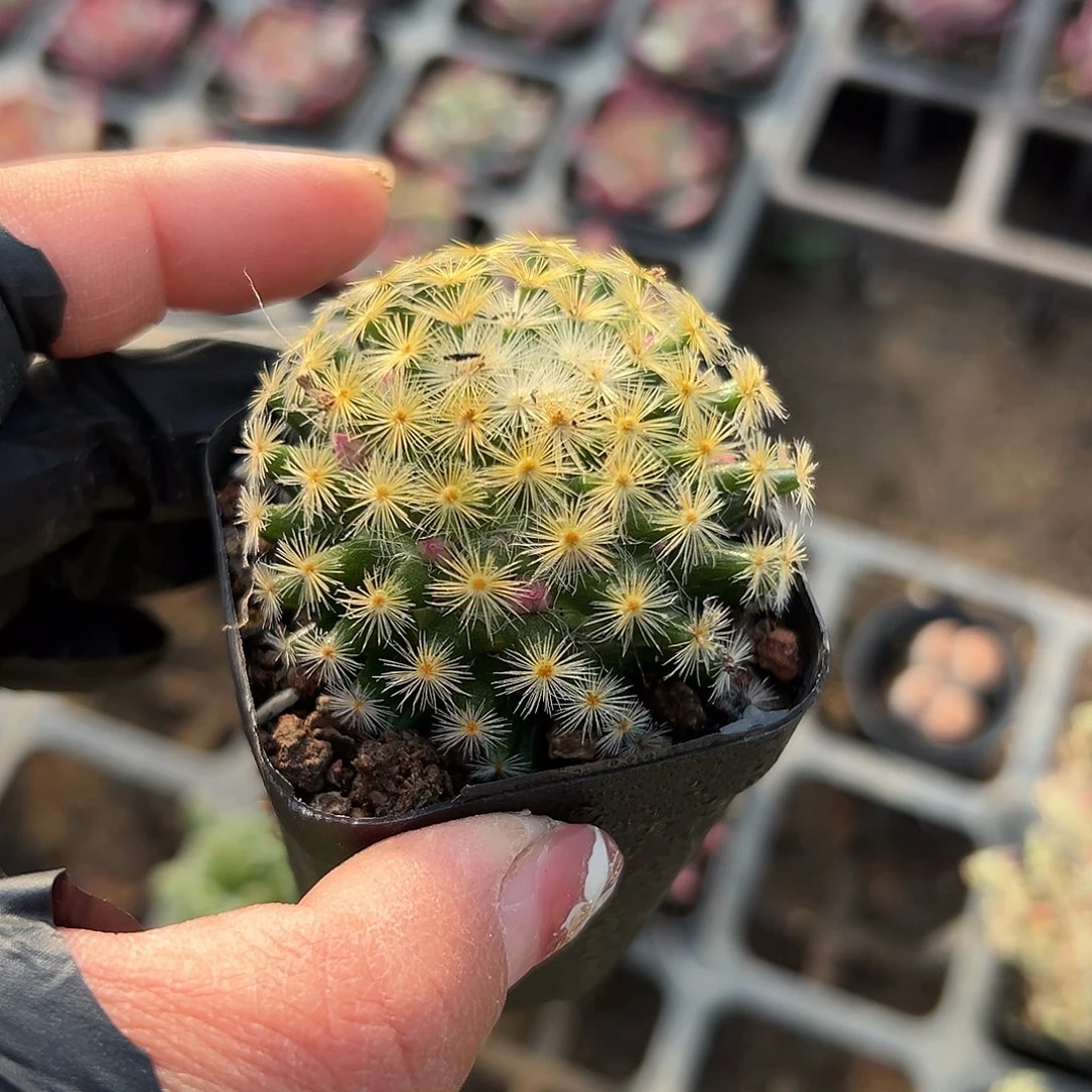 多肉植物明星开花