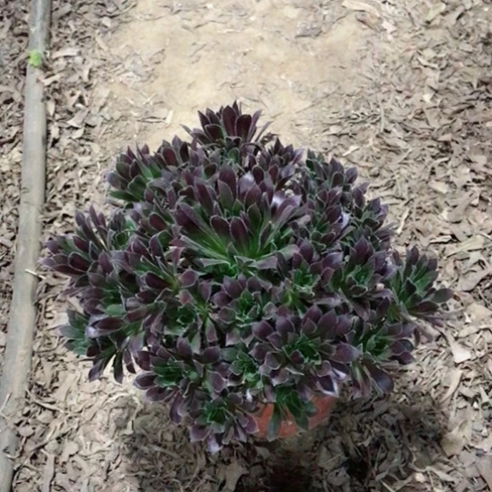 相***豆火凤凰法师多肉植物30