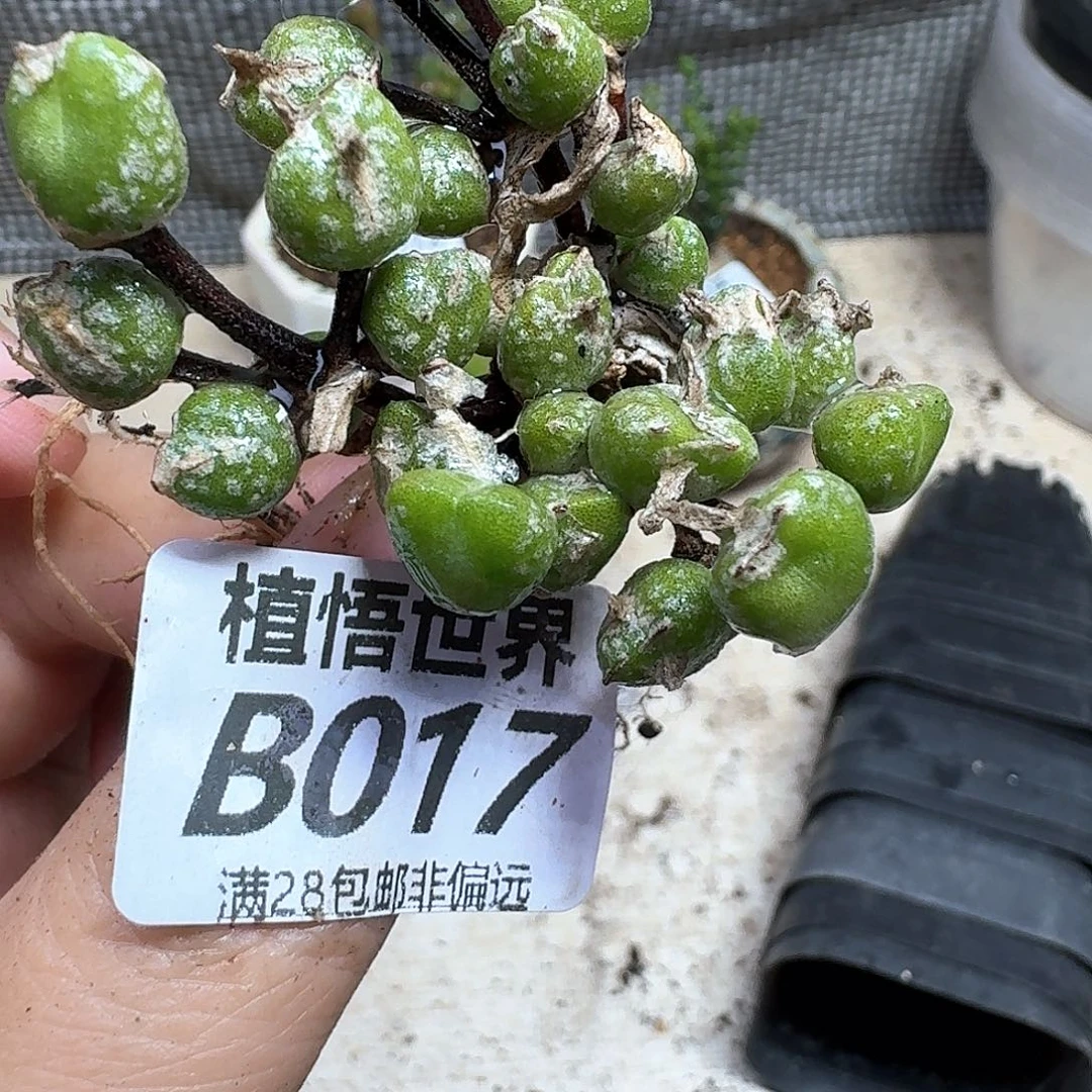 多肉植物的人生fgbb