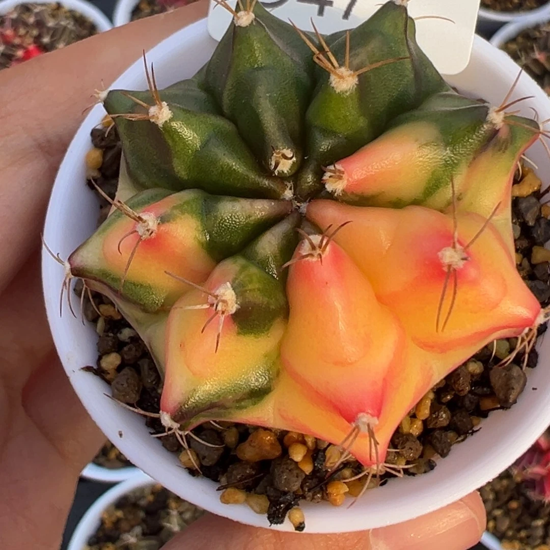 47 好看的米哈冲冲冲