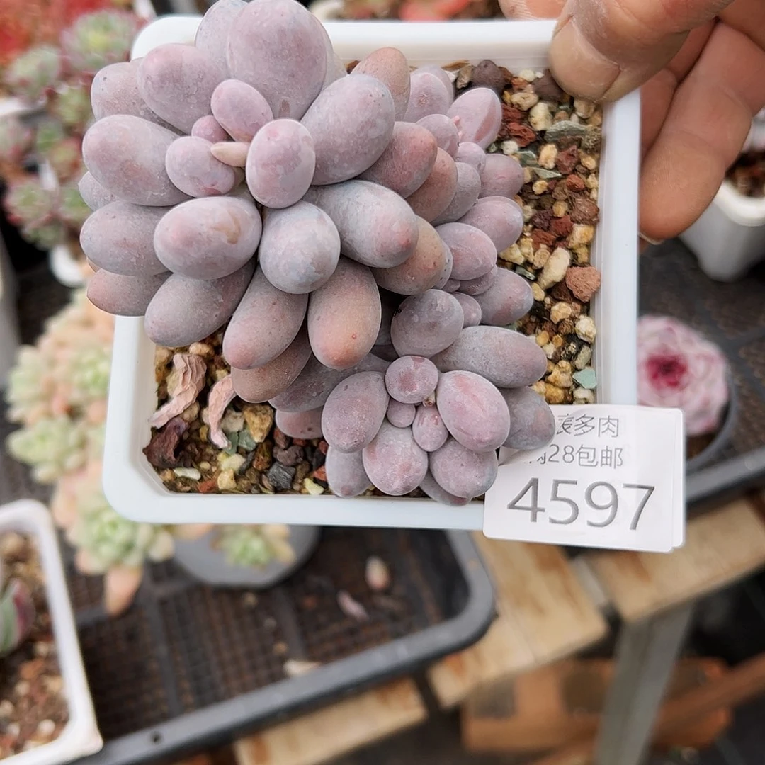 9号善****人我们的确是4597