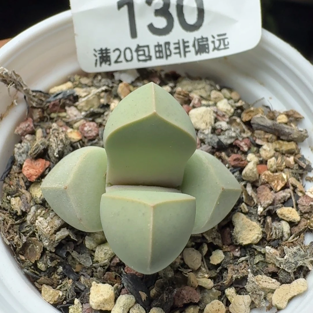 金边魔玉带盆土。