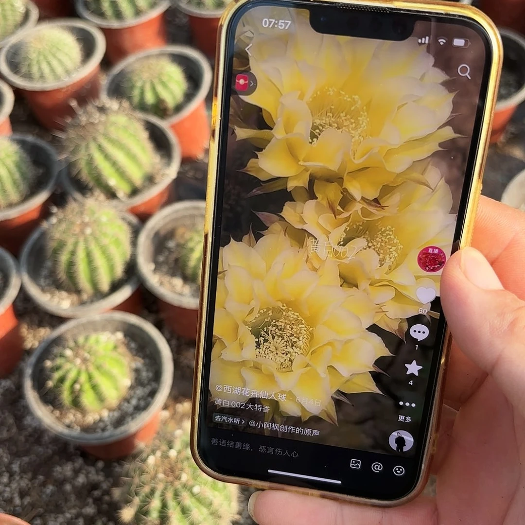 带根黄白002 带根彩仙人球