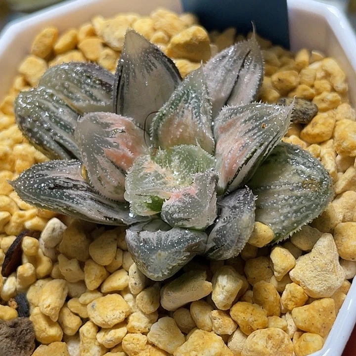 686糊斑白帝城锦特选福利